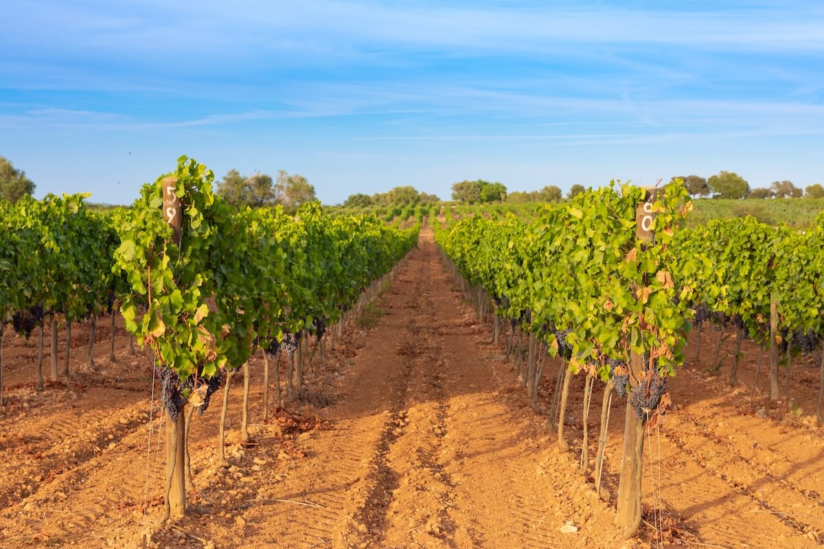 Alcohol Marketplaces 2.0 Part 3: Follow the Money