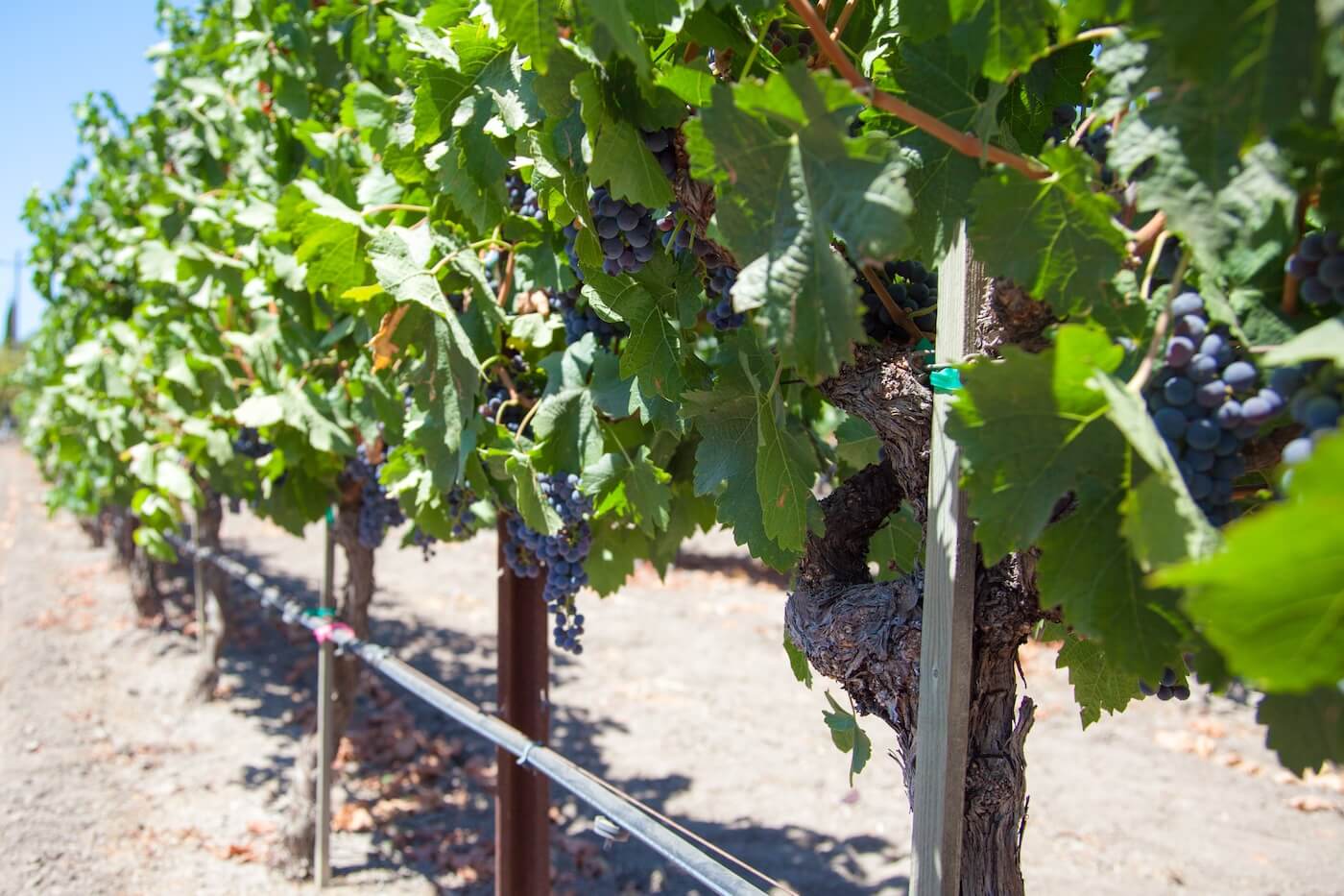 DTC Wine Shipping Tax Rates and Rules by State